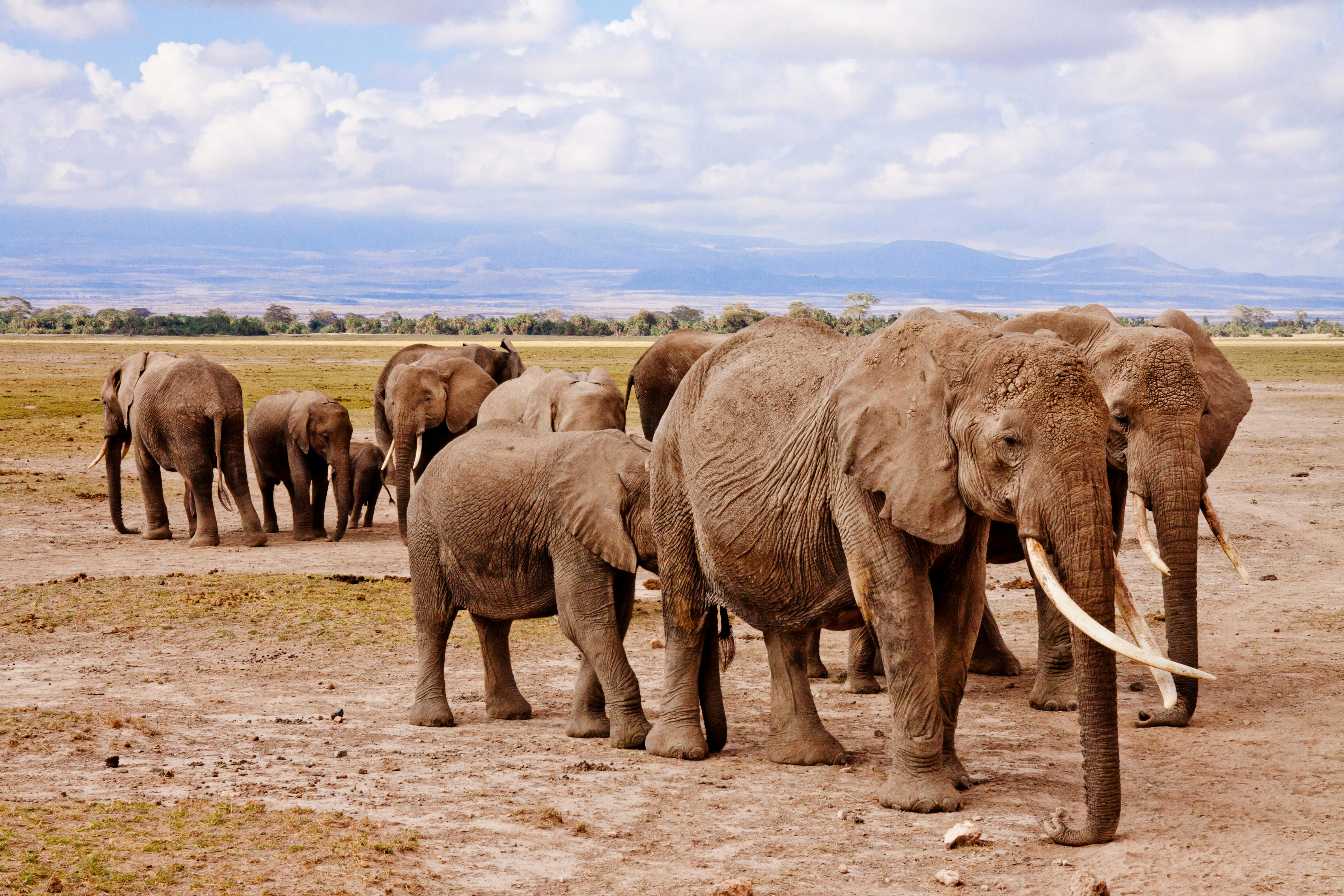 African plains